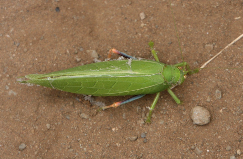 hopper